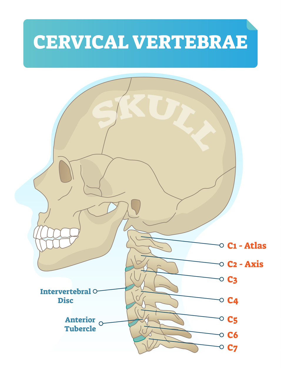 Can a Chiropractor Help with Post Concussion Syndrome Cognitive FX